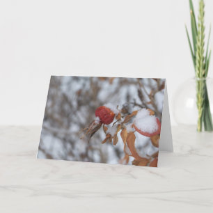 Rose Hip in Winter Card