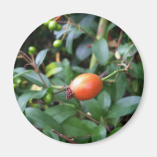 Rose hip ripen magnet