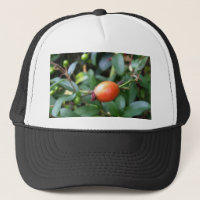 Rose hip ripen