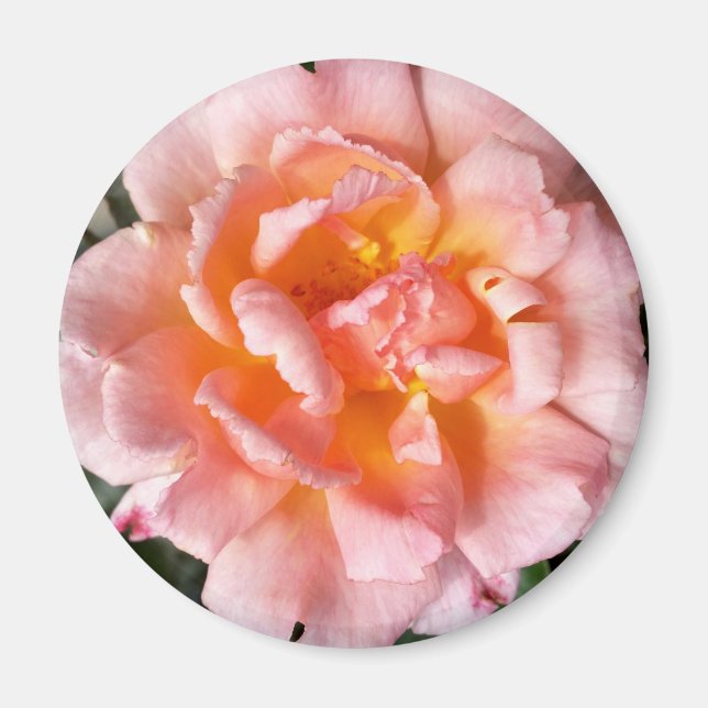 rose in autumn magnet (Front)