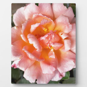 rose in autumn plaque