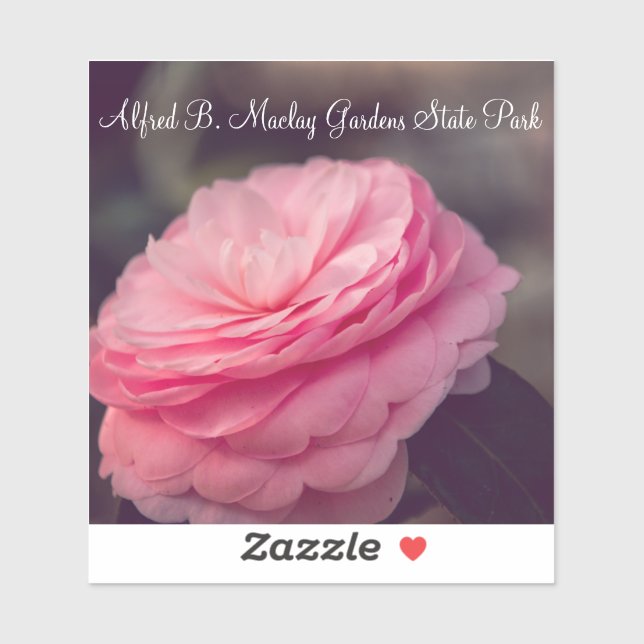 Rose in Bloom (Sheet)