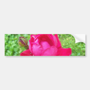 Rose in Bloom Bumper Sticker