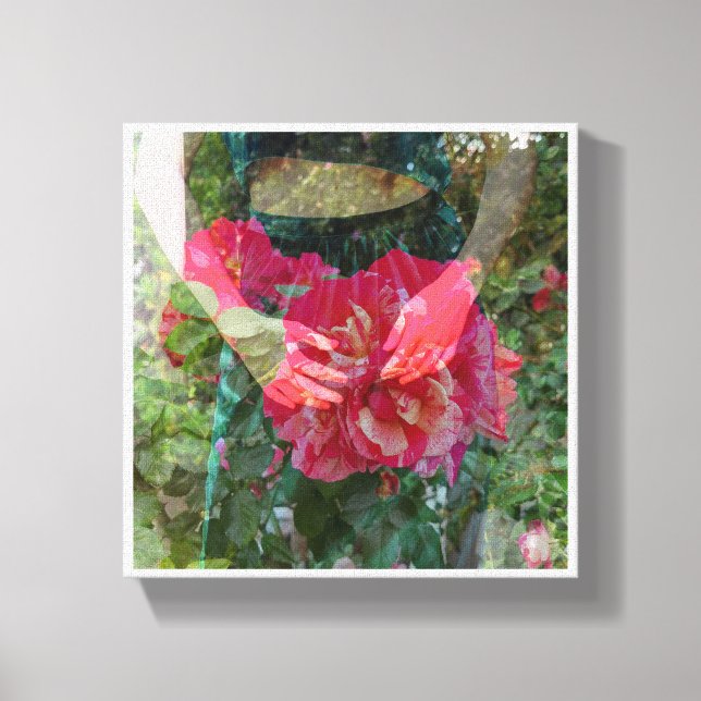 Rose in Bloom Canvas Print (Front)