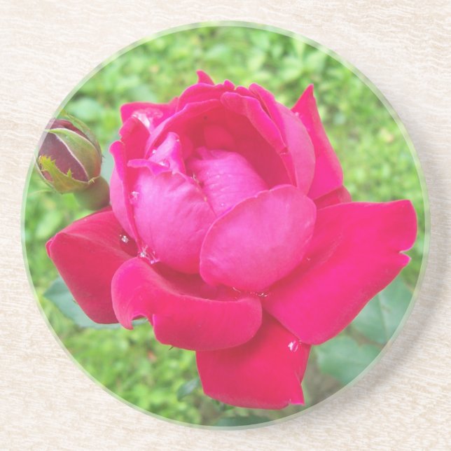 Rose in Bloom Coaster (Front)