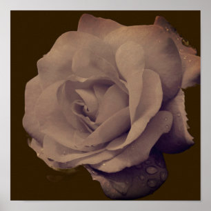 Rose In Bloom With Raindrops Vintage Poster