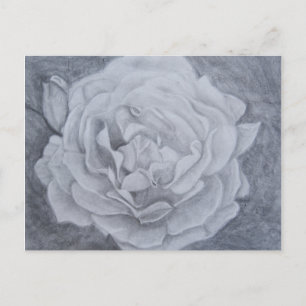 Rose in Graphite Postcard
