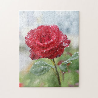 Rose in raindrops jigsaw puzzle