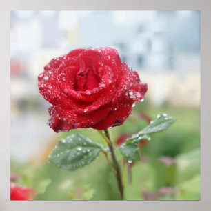 Rose in raindrops poster