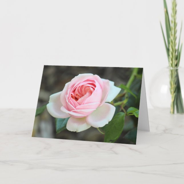 Rose "Joie de Vivre", Roath Park, Cardiff Card (Front)