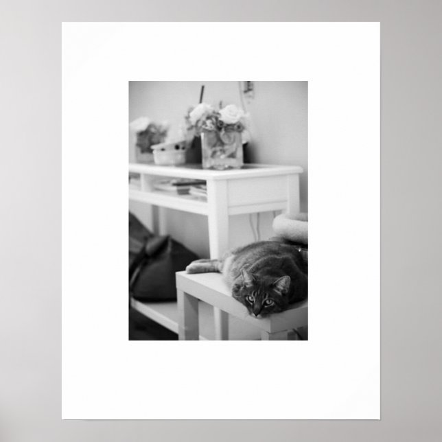 Rose Kitty Poster (Front)