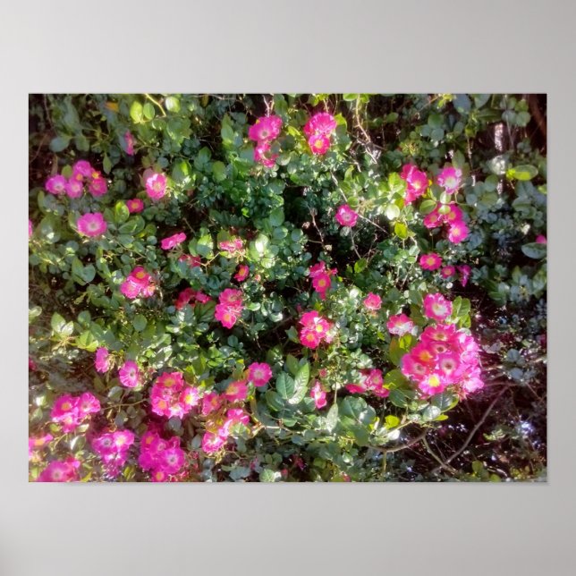 Rose Love Poster (Front)