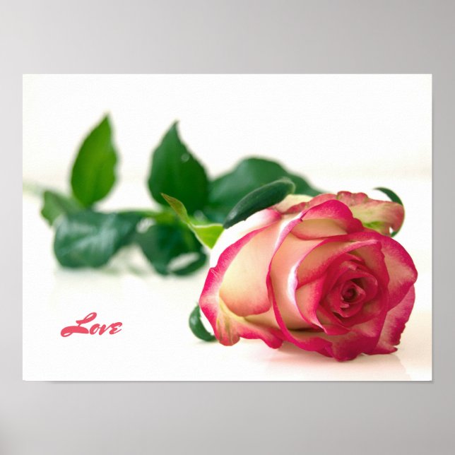 Rose (Love) Value Poster Paper (Matte) (Front)