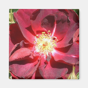 Rose Magnet