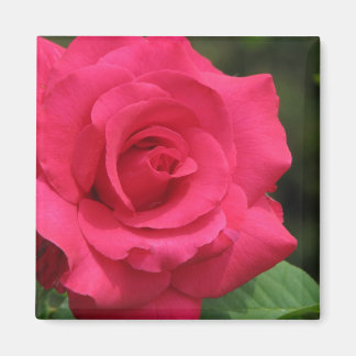 Rose Magnet