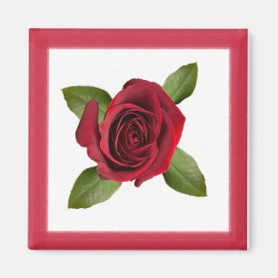 Rose Magnet