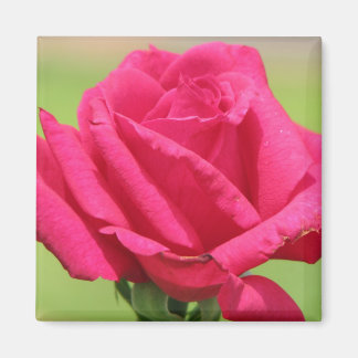 Rose Magnet