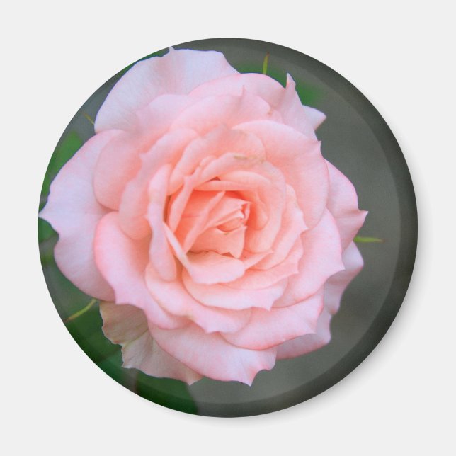 Rose Magnet (Front)