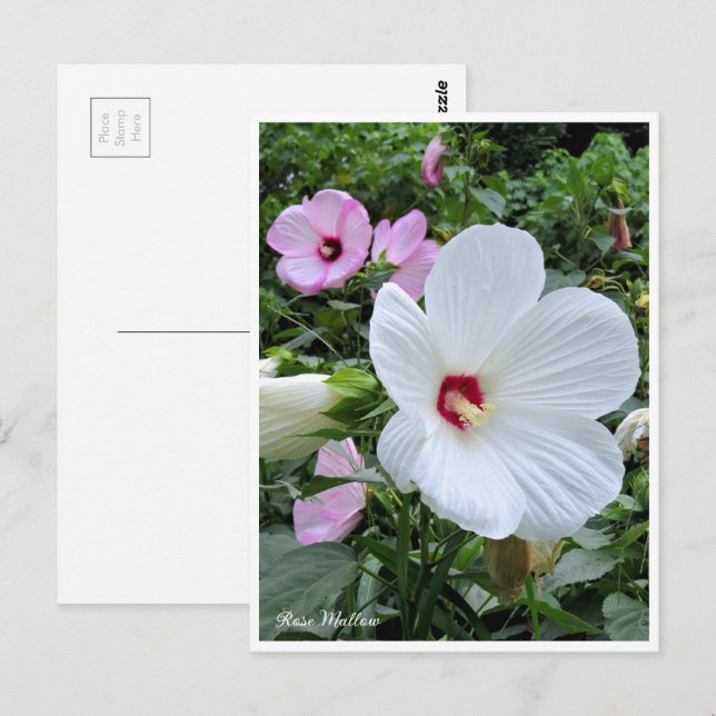 Rose Mallow Postcard (Front/Back)