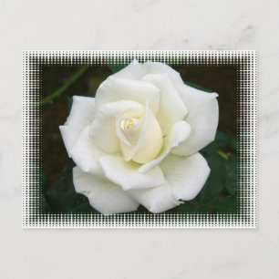Rose Meanings Postcard