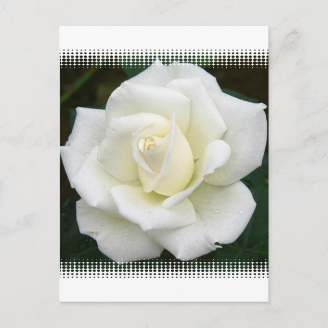 Rose Meanings Postcard (Front)