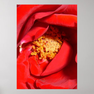 rose mf poster