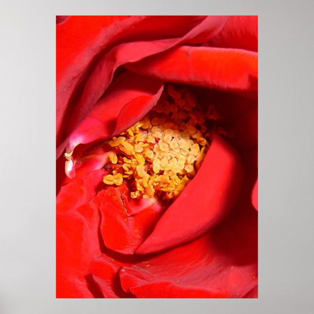 rose mf poster (Front)