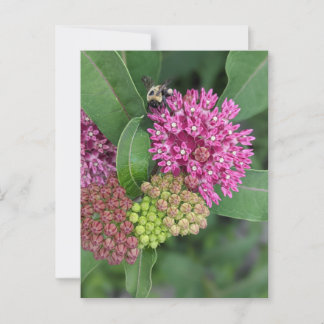 Rose Milkweed Postcard