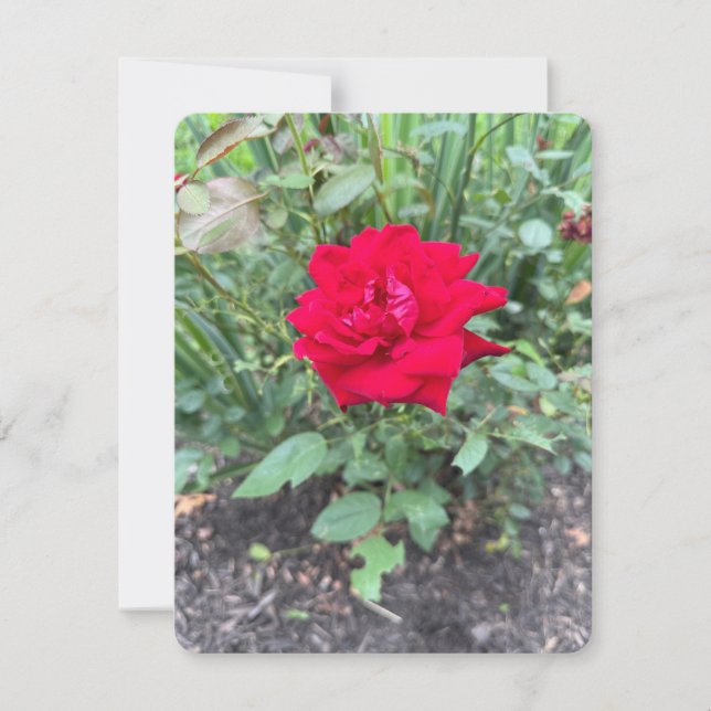 Rose Note Card (Front)