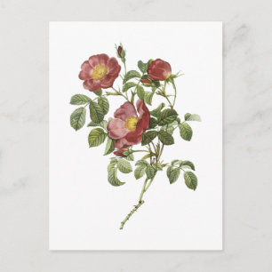 rose of love (Rosa pumila) by Redouté Postcard
