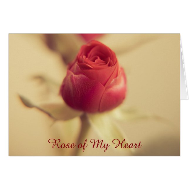 Rose of My Heart (Front Horizontal)