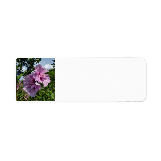 Rose of Sharon (Front)