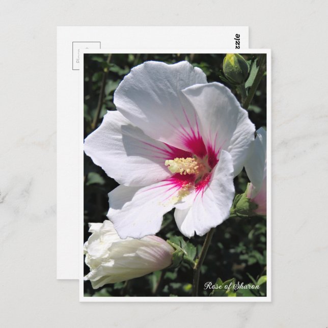 Rose of Sharon ポストカード Postcard (Front/Back)