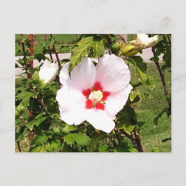 Rose of Sharon Bloom Postcard (Front)