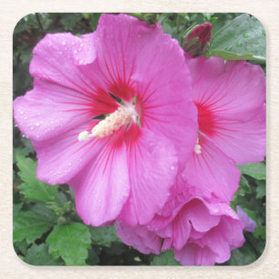 Rose of Sharon Floral Photography  Square Paper Coaster
