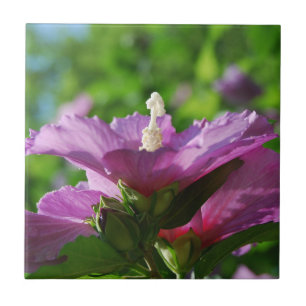 Rose of Sharon flowers Tile
