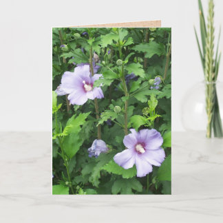 Rose of Sharon Hibiscus Flowers Card