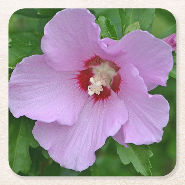 Rose Of Sharon Party Coaster (Front)