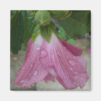 Rose of Sharon Petals with Raindrops Magnet