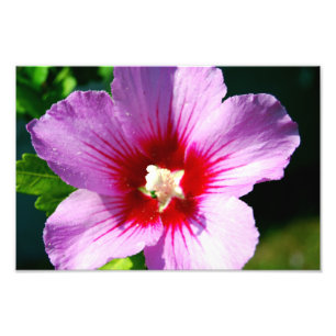 Rose of Sharon photo print