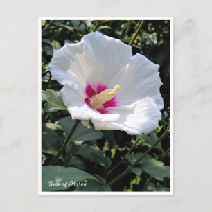 Rose of Sharon Postcard