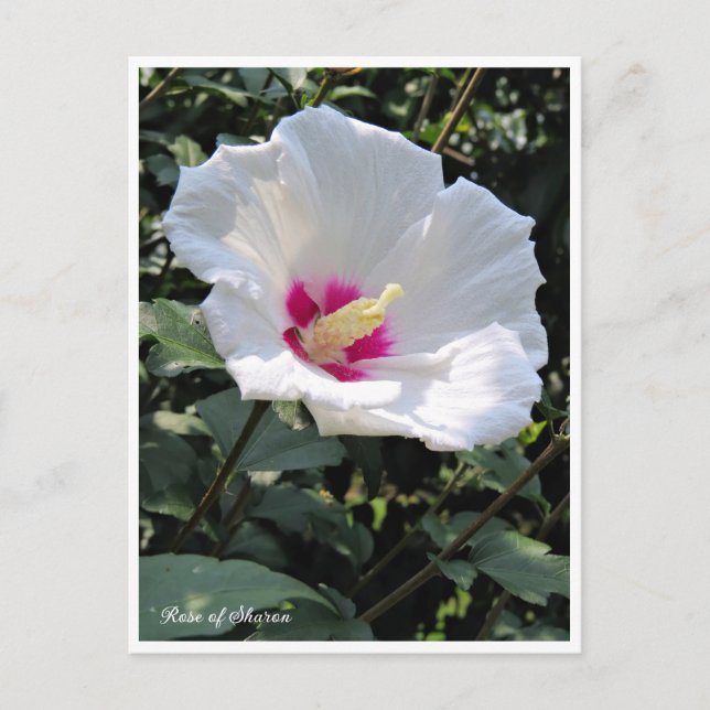 Rose of Sharon Postcard (Front)