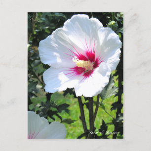 Rose of Sharon Postcard