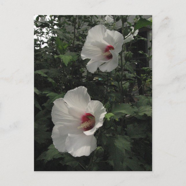 Rose of Sharon Postcard (Front)