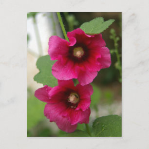 Rose of Sharon Postcard