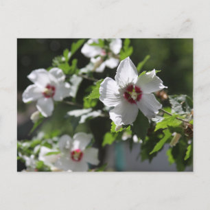 Rose of Sharon Postcard
