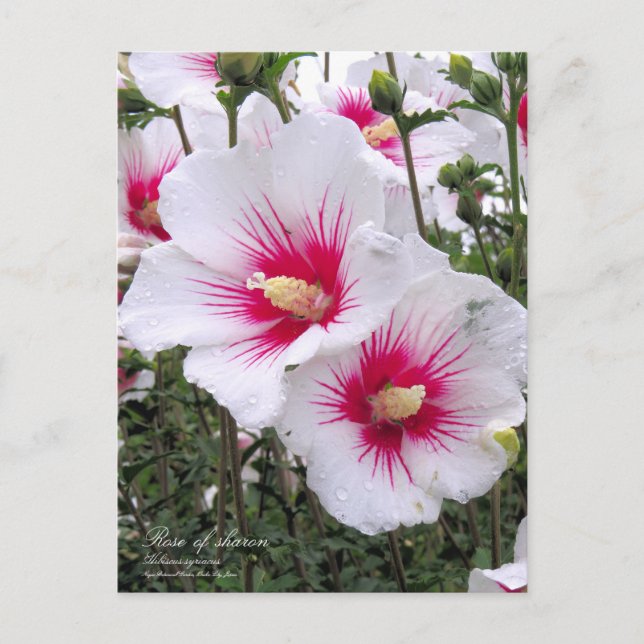 Rose of sharon：Postcard Postcard (Front)