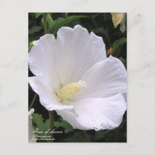 Rose of sharon：Postcard Postcard