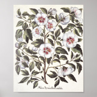 Rose of Sharon Poster