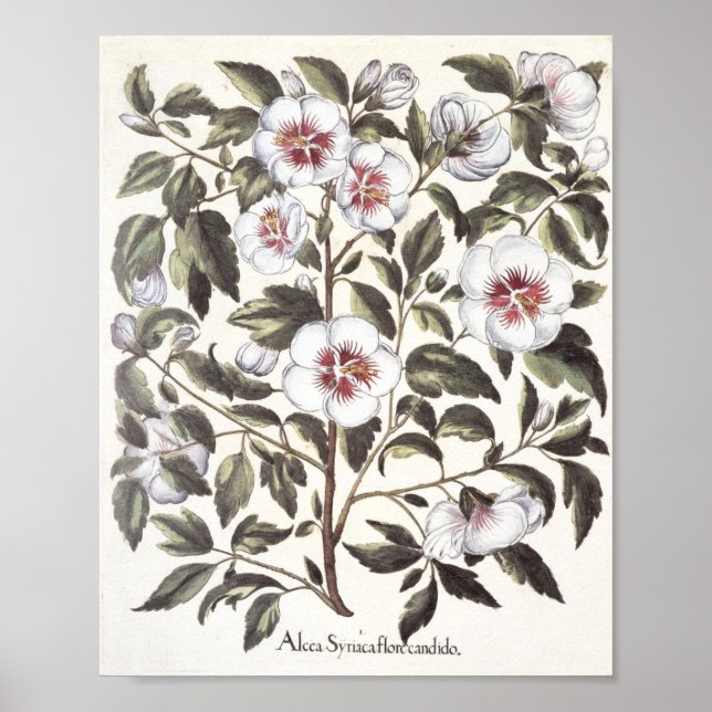 Rose of Sharon Poster (Front)